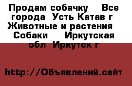 Продам собачку  - Все города, Усть-Катав г. Животные и растения » Собаки   . Иркутская обл.,Иркутск г.